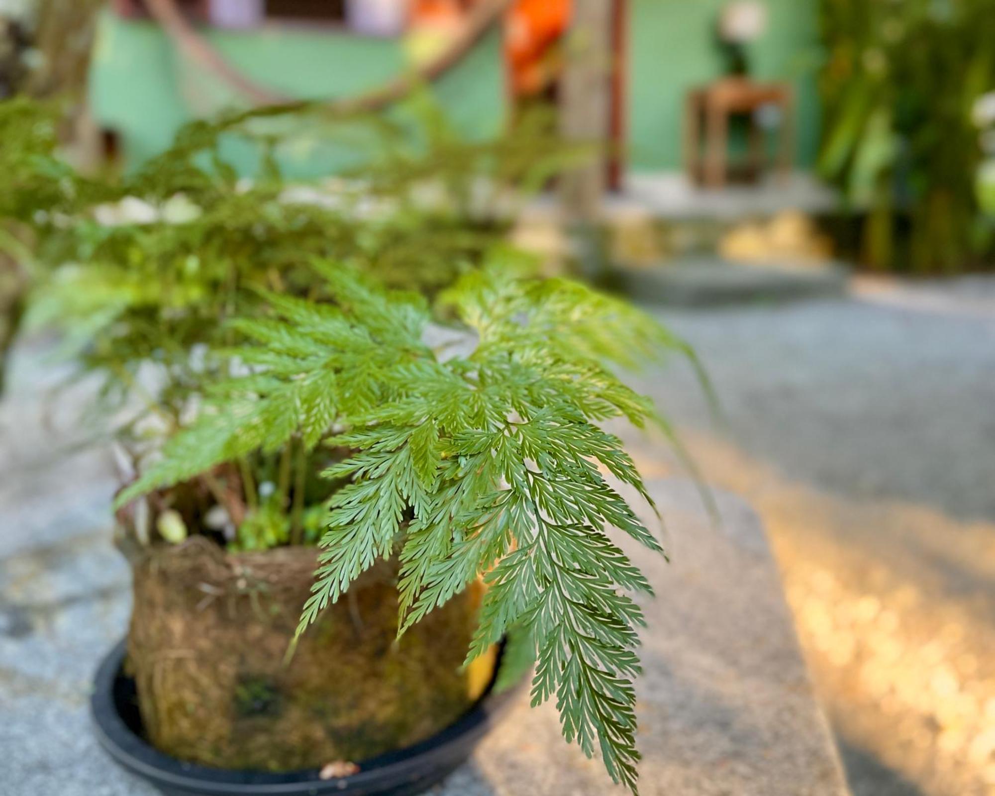 帕拉蒂Casa Park别墅 外观 照片